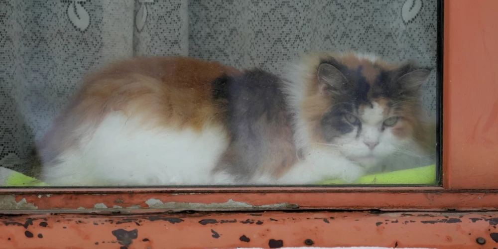 Ilustratīvs attēls.