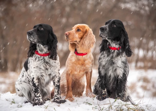 Var uzrasties kāda ēna no pagātnes - horoskops visām zodiaka zīmēm no 19.01. līdz 25.01.