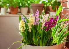 Šonedēļ populārākie vārdi – Agnese un Ksenija