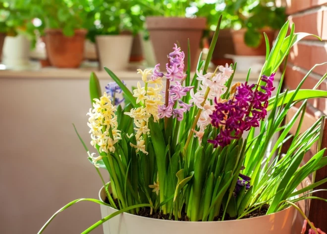 Šonedēļ populārākie vārdi – Agnese un Ksenija