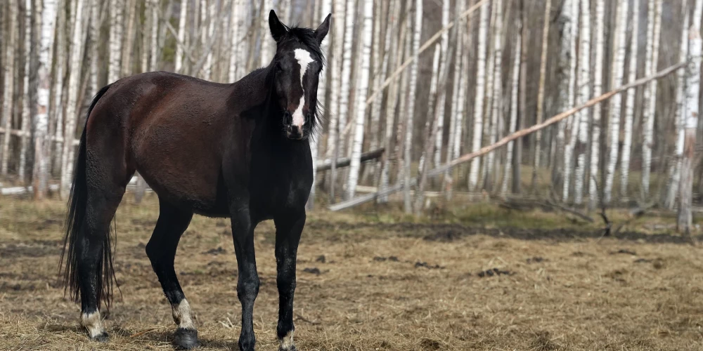 Ropažu pusē uz autoceļa izskrējis apseglots zirgs bez jātnieka. 