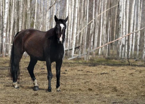 Ropažu pusē uz autoceļa izskrējis apseglots zirgs bez jātnieka. 