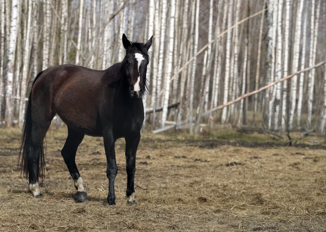 Ropažu pusē uz autoceļa izskrējis apseglots zirgs bez jātnieka