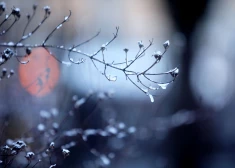 В понедельник ожидается морозная и солнечная погода