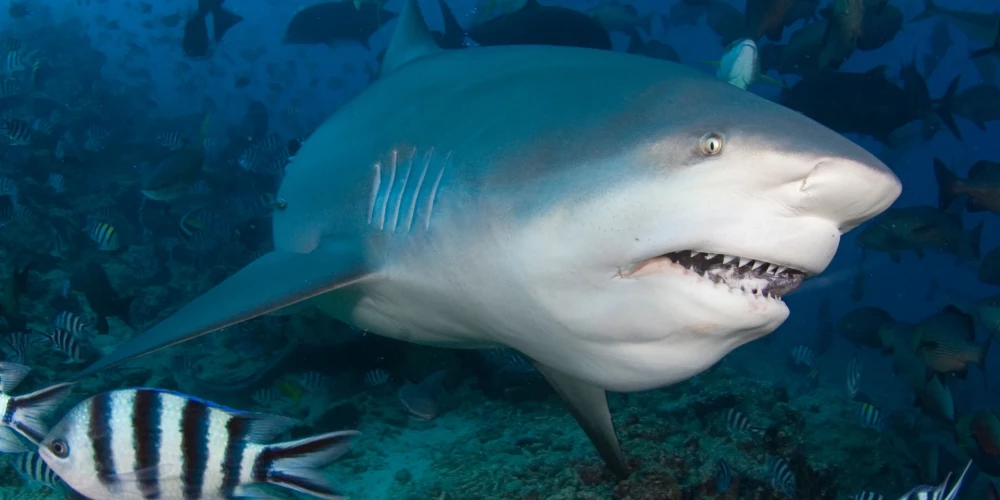Varasiestādes uzskata, ka uzbrukumā, visticamāk, vainojama buļļu haizivs, kas tiek uzskatīta par vienu no agresīvākajām haizivju sugām.