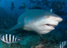 Sidnejā haizivs uzbrukusi 12 gadus vecam zēnam - viņa stāvoklis ir kritisks 