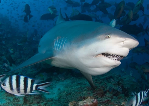 Varasiestādes uzskata, ka uzbrukumā, visticamāk, vainojama buļļu haizivs, kas tiek uzskatīta par vienu no agresīvākajām haizivju sugām. 
