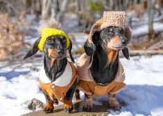 Хозяевам напомнили про скрытую опасность зимы: питомцы замерзают даже в квартире