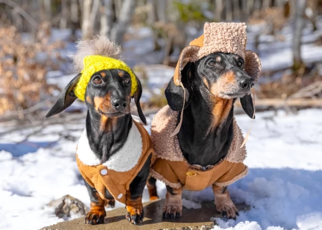 Хозяевам напомнили про скрытую опасность зимы: питомцы замерзают даже в квартире