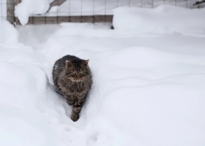 Dzeltenais brīdinājums! Šonakt daudzviet jārēķinās ar stindzinošu salu