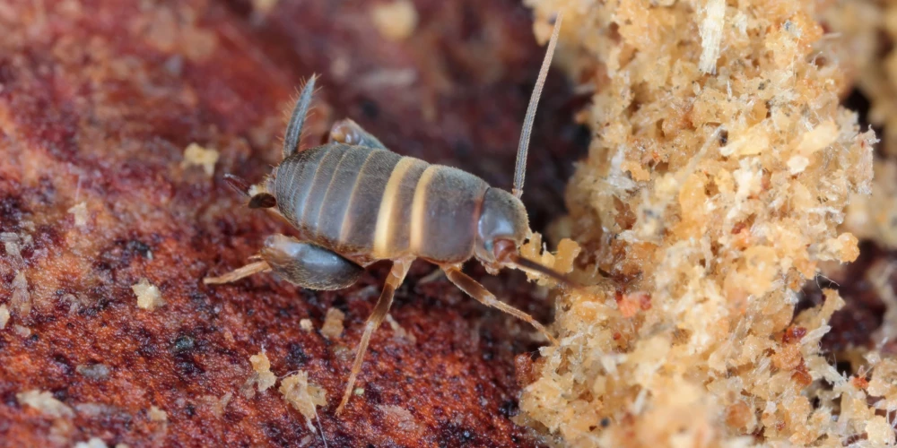 Skudru circenītis (foto: Shutterstock)