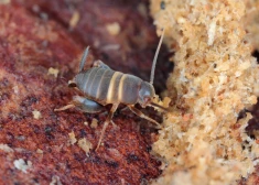 Skudru circenītis izvēlēts par gada kukaini: Latvijā ir tā izplatības areāla galējā ziemeļu robeža