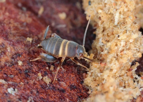 Skudru circenītis (foto: Shutterstock)