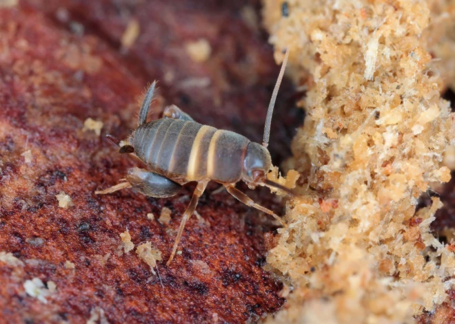Skudru circenītis izvēlēts par gada kukaini: Latvijā ir tā izplatības areāla galējā ziemeļu robeža
