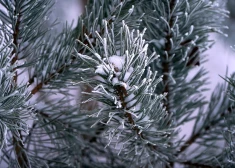 Meklētais Timurs ir atrasts.