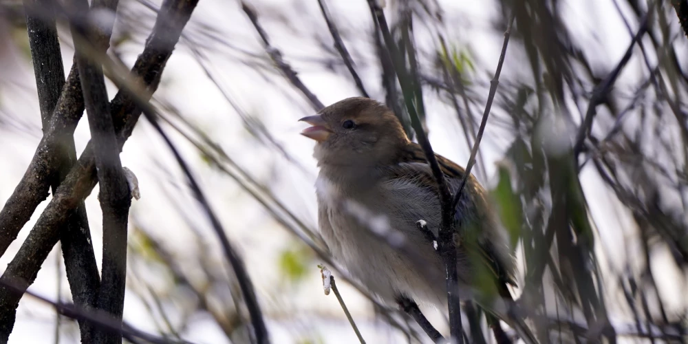 Это самый сильный мороз в стране с 8 января 2024 года, когда в Латгале температура местами достигала -30 градусов.