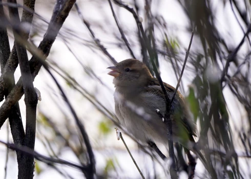 Это самый сильный мороз в стране с 8 января 2024 года, когда в Латгале температура местами достигала -30 градусов.
