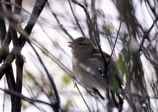 Утро вторника в Латвии - самое холодное за последние два года