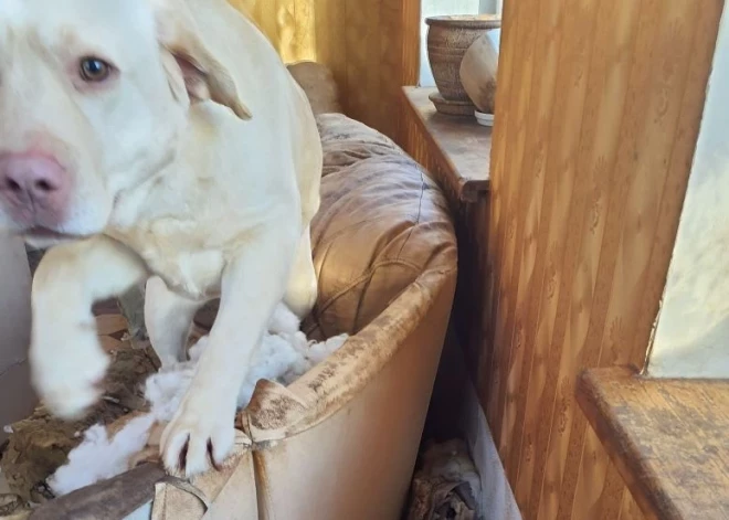 Izsalkuši, turēti antisanitāros apstākļos – PVD Dāviņu pagastā izņēmis 15 suņus un trīs kaķus