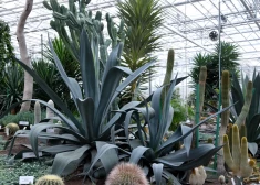 Nacionālais botāniskais dārzs 70. jubilejas gadu ieskandinās ar pasākumu par sukulentiem