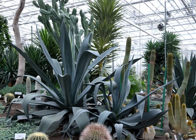 Nacionālais botāniskais dārzs 70. jubilejas gadu ieskandinās ar pasākumu par sukulentiem