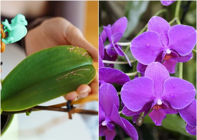 Lapas kļūst tumšas, saknes kalst: pazīmes, ka tava orhideja mirst
