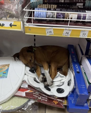 Veikali atvēruši savas durvis klaiņojošiem suņiem un kaķiem.