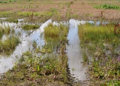 Pērnais gads Latvijā bijis ceturtais siltākais novērojumu vēsturē