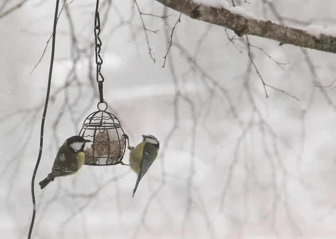 Nedēļas nogalē un nākamnedēļ Latvijā gaidāms liels sals