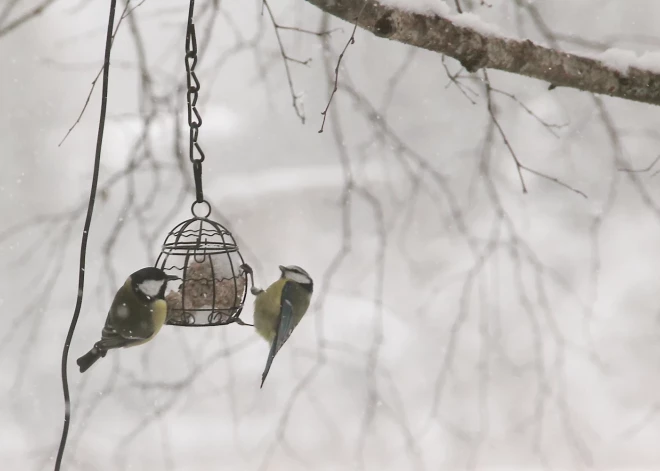 Синоптики предупредили: февраль в Латвии, вероятно, будет холоднее нормы