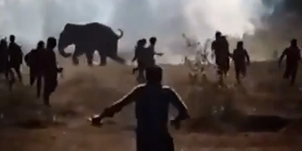 Tiek uzskatīts, ka dzīvnieks atrodas misa stāvoklī, kas var ilgt līdz pat 20 dienām.