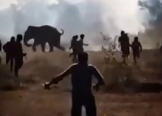 VIDEO: Indijā satrakojies zilonis 10 dienu ilgā sirošanā nogalinājis vairāk nekā 20 cilvēkus