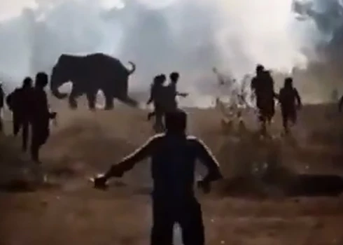 Tiek uzskatīts, ka dzīvnieks atrodas misa stāvoklī, kas var ilgt līdz pat 20 dienām.