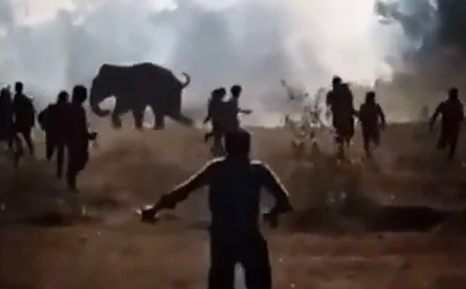 Tiek uzskatīts, ka dzīvnieks atrodas misa stāvoklī, kas var ilgt līdz pat 20 dienām.