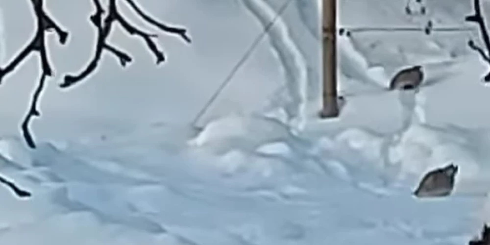 Laukirbes vizinās no kalniņa (ekrānuzņēmums no video)