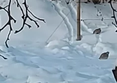 Laukirbes šļūc no kalniņa kā mazi bērni! Dabas vērotājs iemūžina amizantu skatu