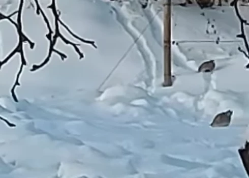 Laukirbes vizinās no kalniņa (ekrānuzņēmums no video)