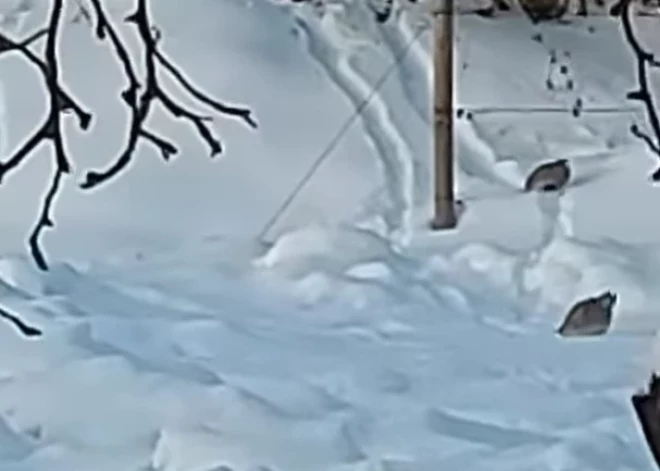 Laukirbes šļūc no kalniņa kā mazi bērni! Dabas vērotājs iemūžina amizantu skatu
