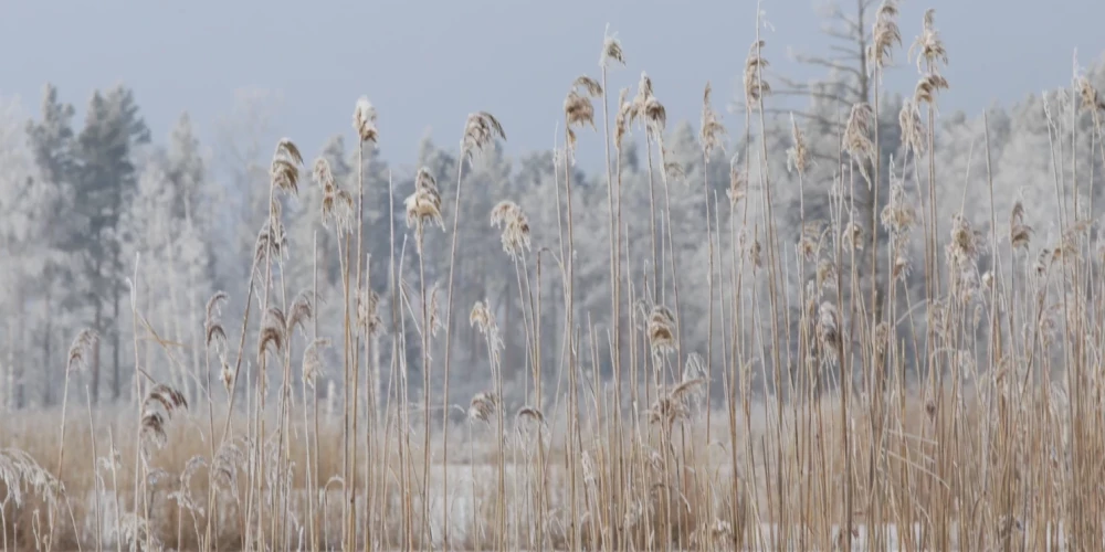 Иллюстративное фото.