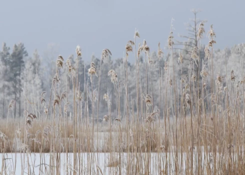 Иллюстративное фото.