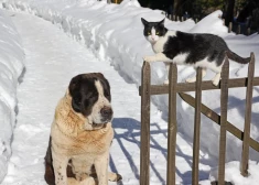 Sals var būt nāvējošs: kuriem suņiem un kaķiem ziema ir visbīstamākā