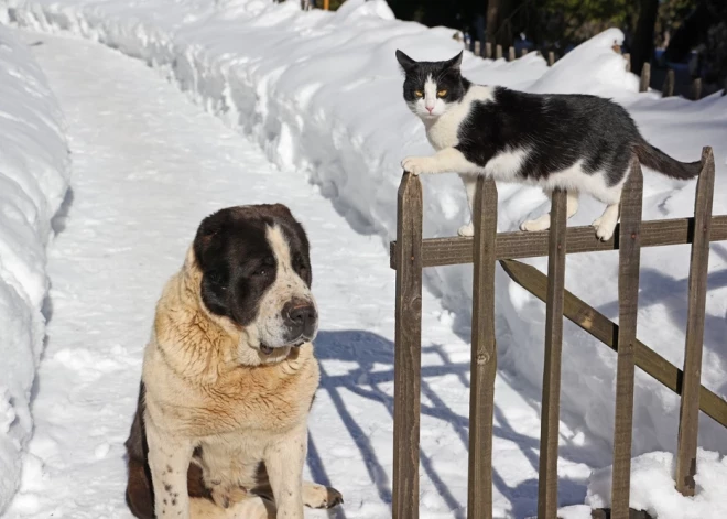Sals var būt nāvējošs: kuriem suņiem un kaķiem ziema ir visbīstamākā