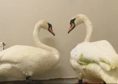 История лебединой верности: спасатели сняли с озера пару замерзающих птиц