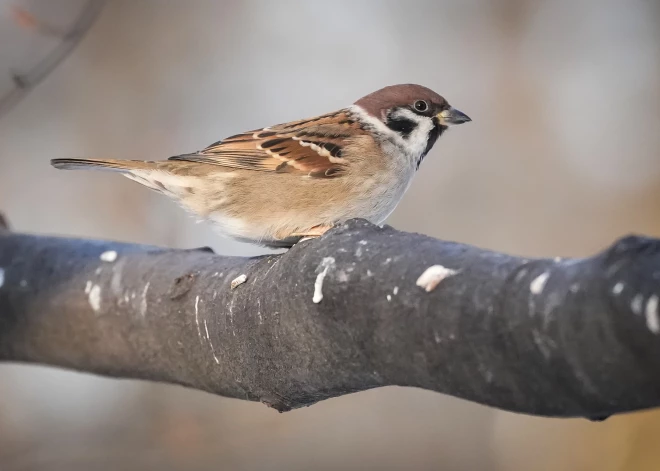 В четверг будет облачно и ветрено