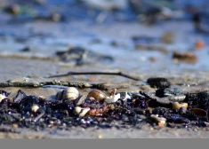 Kurām sugām Latvijā draud izzušana? Izdod jaunu Latvijas Sarkano grāmatu