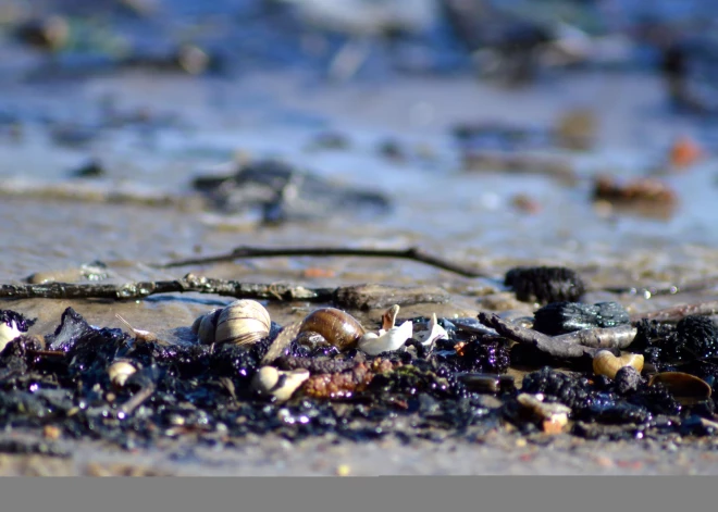 Kurām sugām Latvijā draud izzušana? Izdod jaunu Latvijas Sarkano grāmatu