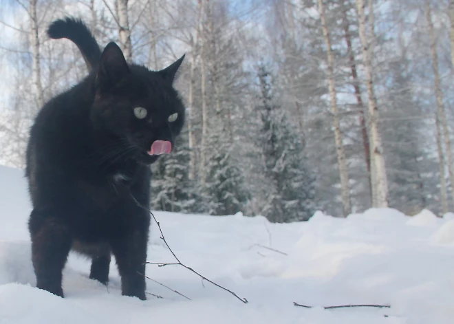 Vai kaķa nāve ir iemesls nenākt uz darbu? Tiesa lemj par labu darbiniekam