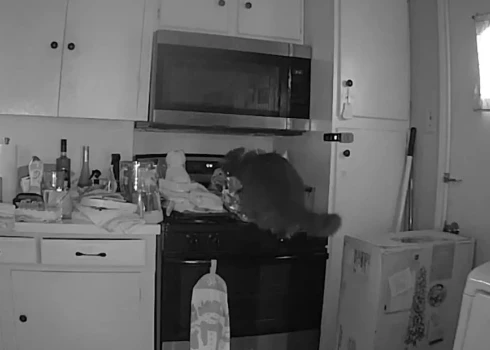 Uz plīts uzlekušais kaķis gandrīz nosvilina māju (ekrānuzņēmums no video)