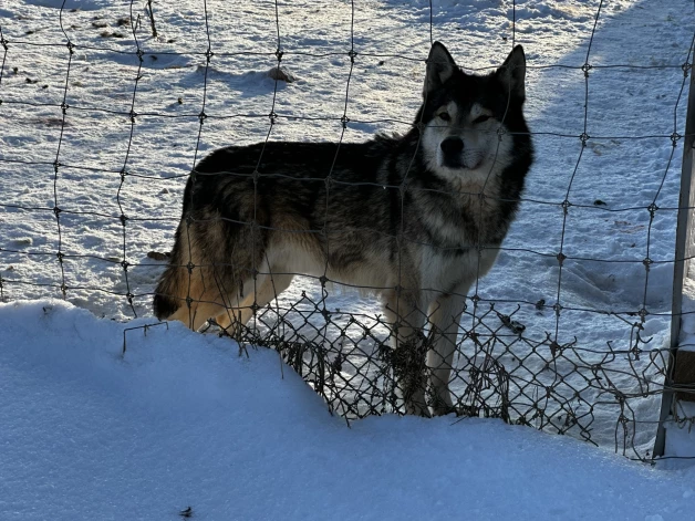 Te mājvietu atraduši arī citi savvaļas dzīvnieki, tostarp pelēkais vilks.