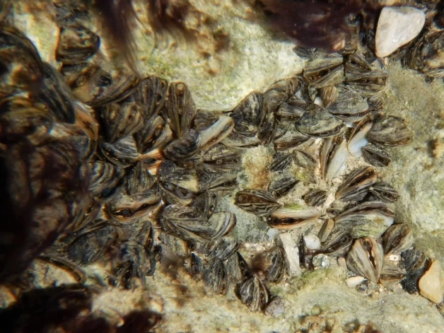 Этому моллюску не место в наших водах.